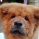 El Chow Chow Bungle estaba bajo custodia policial por casi una semana después de morder a un policía.